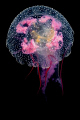   Jellyfish small aperture twin strobe partially side lit. lit  